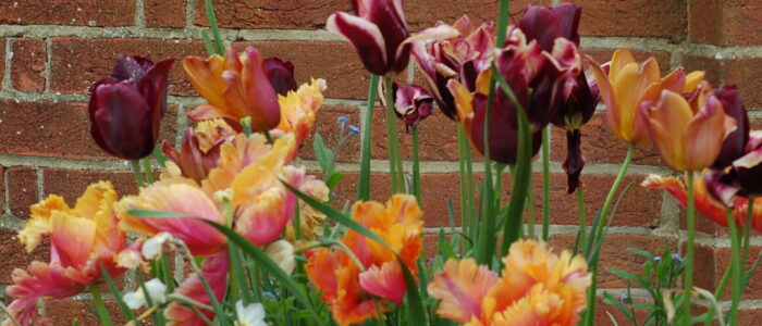 flower_6