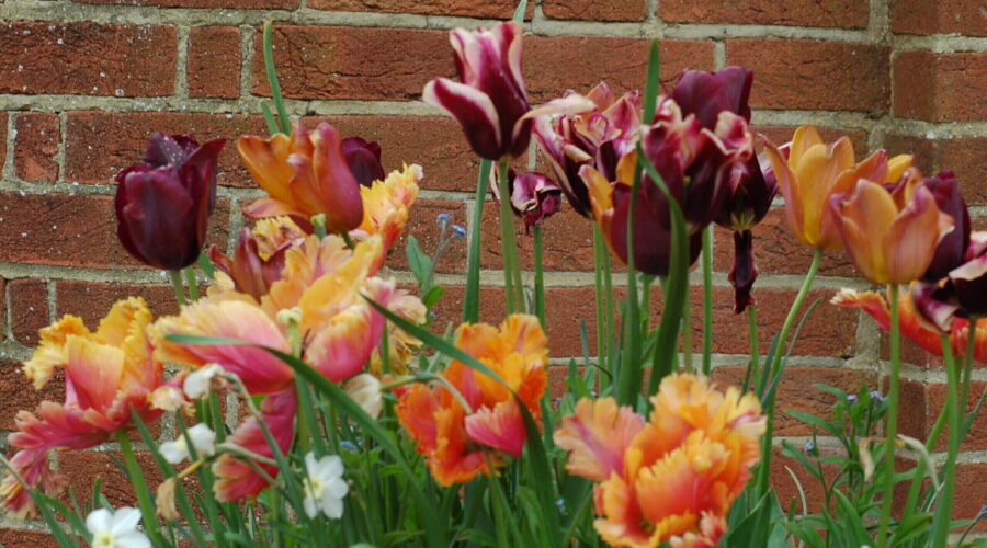 flower_6