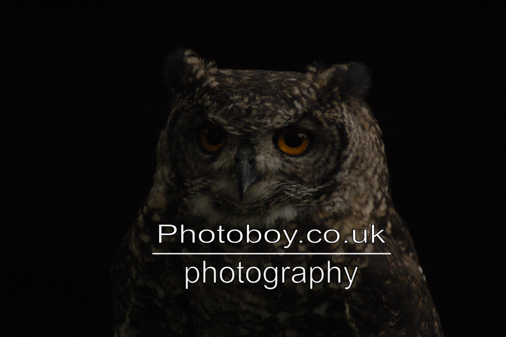 Eurasian Eagle Owl