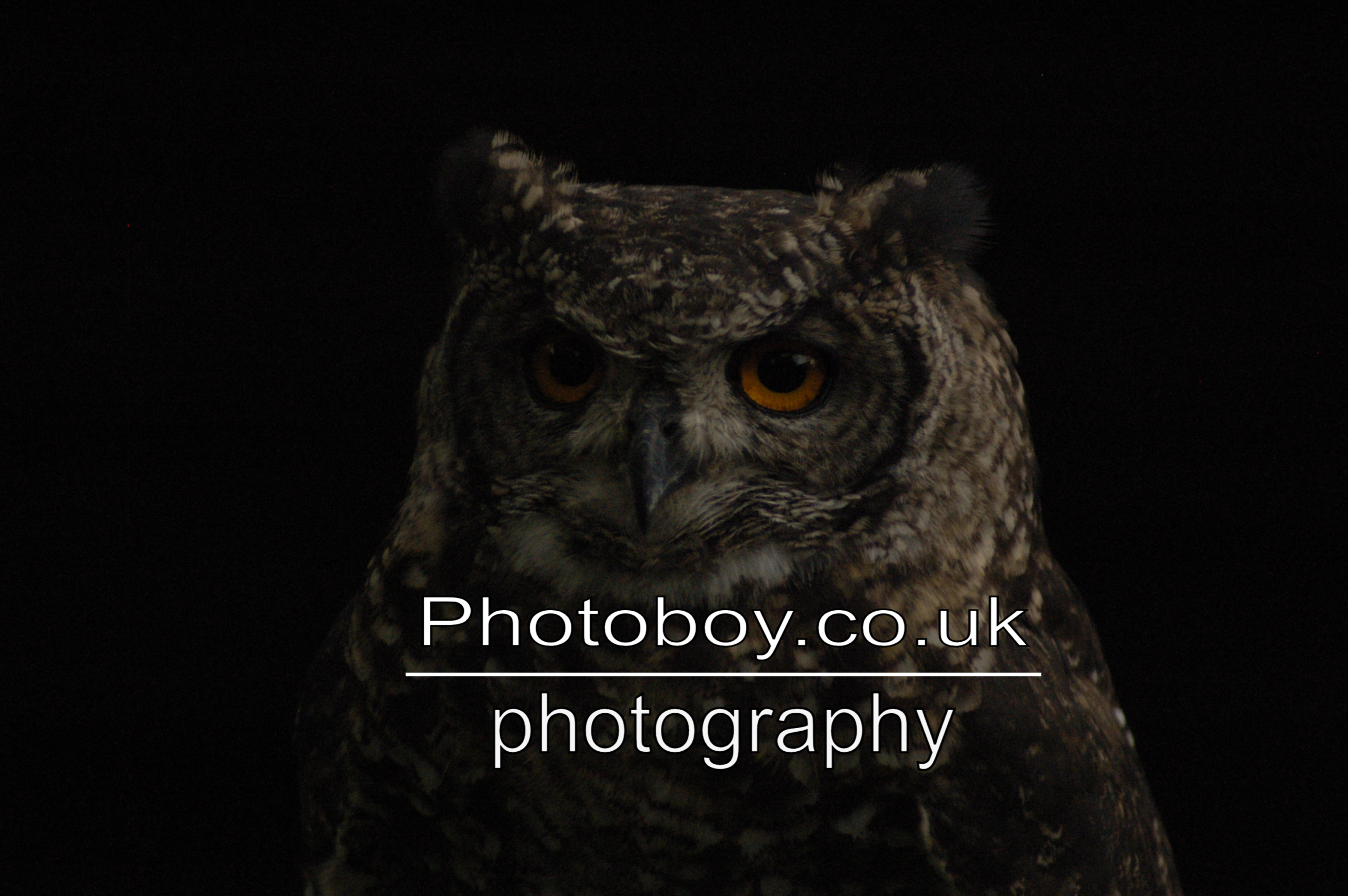 Eurasian Eagle Owl - Image 1